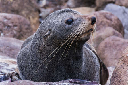 A closeup shot of a seal on the rockの写真素材