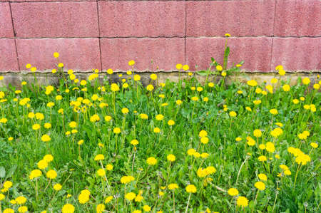 A red wall surrounded by yellow dandelions and grass under the sunlightの写真素材