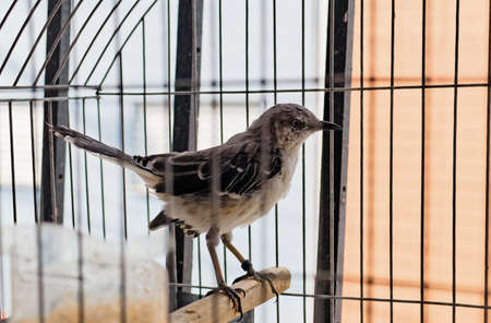 A closeup shot of a house sparrow in a cage with a blurred backgroundの写真素材