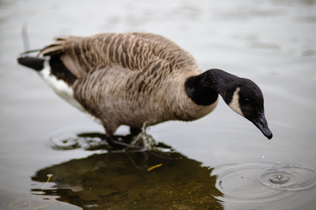 A view of brown goose on a water surfaceの写真素材