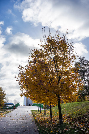 A beautiful park with colorful autumn  trees and dried leaves under a cloudy skyの写真素材