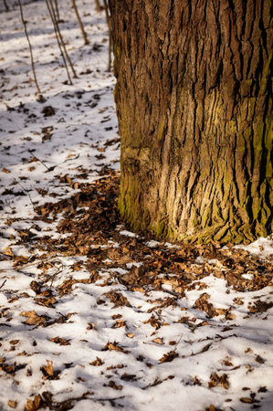 A closeup of the base of a tree trunk surrounded with snow and fallen leavesの写真素材