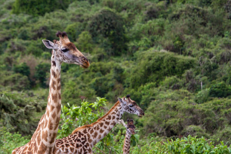 A closeup shot of giraffes in Tarangire National Park, Tanzaniaの写真素材