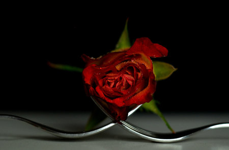 A simple rose laying like the soldiers on harsh spikes of the forksの写真素材