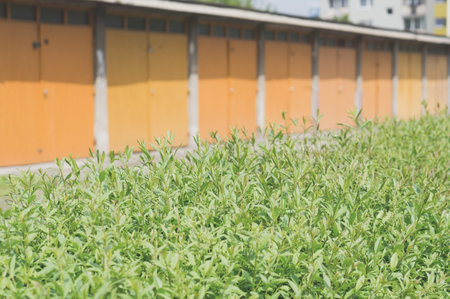A selective focus shot of a lush overgrown grass against a metal garage doorsの写真素材