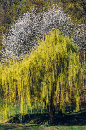 A vertical shot of trees and greenery in Maksimir park in Zagreb Croatia during springtime