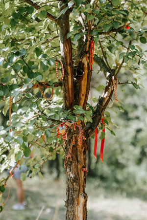 A vertical shot of Martenitsa wrist bands - Bulgarians hang them in trees when spring arrives