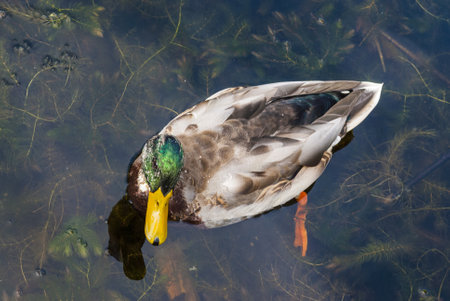 A beautiful shot of the duck in the waters of Sarsaparilla Trail in Bells Corners, Ontario, Canadaの写真素材