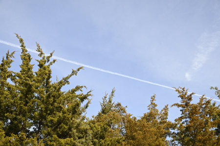 Several treetops next to each other under an airplane contrail in the skyの写真素材
