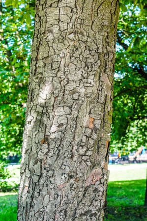 A vertical image of a tree trunk with bark detail against a greenery