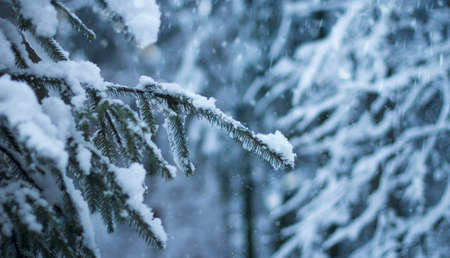 The branches of a fir tree covered in snow during winter