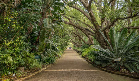 A footpath surrounded by greenery in a park under the sunlight at daytime