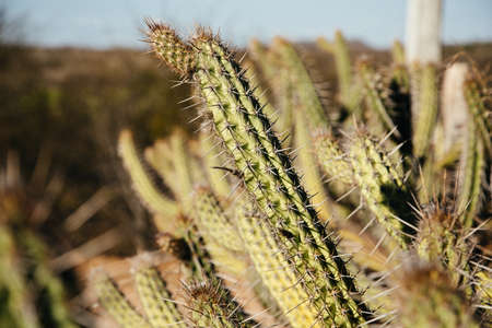 A selective focus shot of exotic cacti plants with a blurred backgroundの写真素材