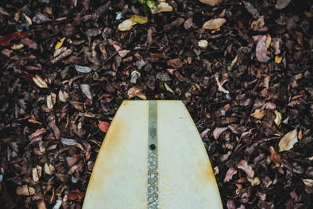 A closeup shot of the tip of a surfboard against a pile of dried leavesの写真素材
