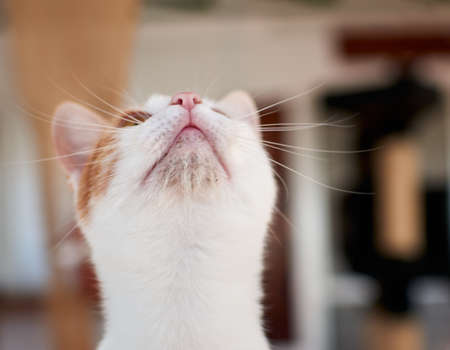 A selective focus shot of a cute catの写真素材