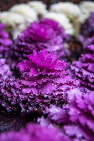 A selective focus shot of a purple plant with droplets of water with a blurred background
