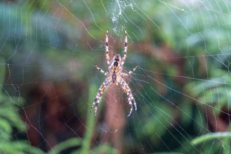 A closeup shot of a spider on a spider web with a blurred backgroundの写真素材