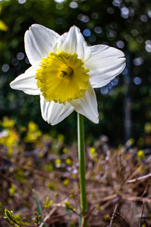 A closeup shot of a beautiful white-petaled narcissus flower on a blurred background