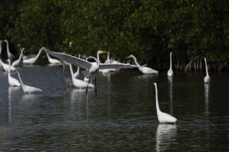 A selective focus shot of Great White Egret flying above the lake with a blurred backgroundの写真素材