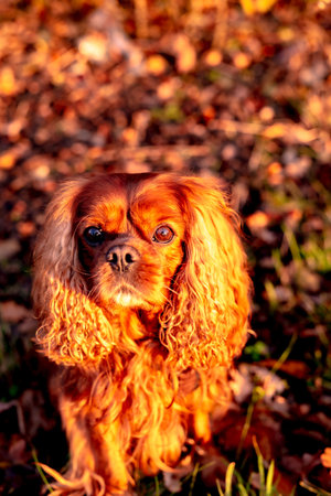 A vertical portrait of a Cavalier King Charles Spaniel covered by the golden sunlightの写真素材
