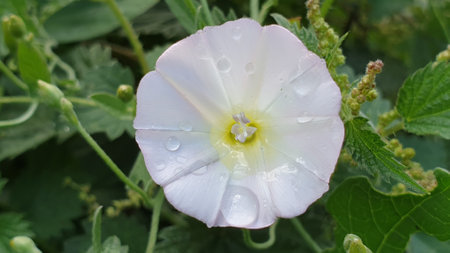 A closeup shot of a white flower with water drops on it