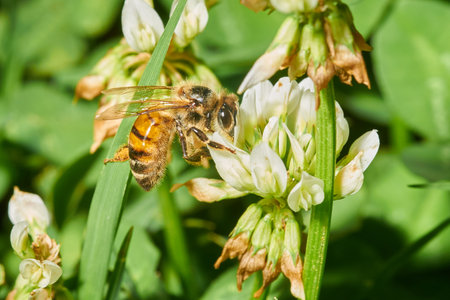 A closeup shot of a honeybee on a white lavender flower with a blurred background