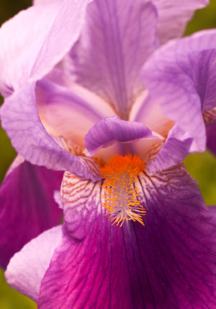 A vertical shot of an iris purple amethyst flameの写真素材