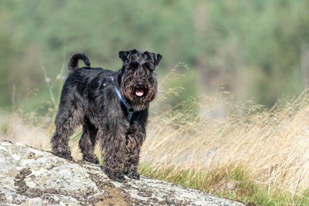 A black cute miniature schnauzer in a park