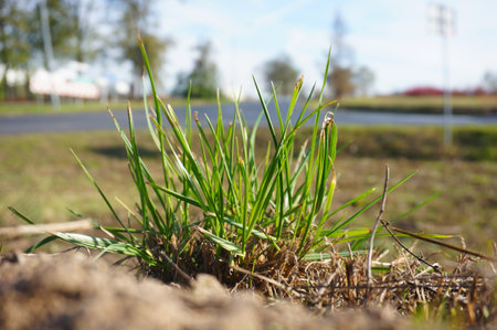 A patch of green grass growing in the field