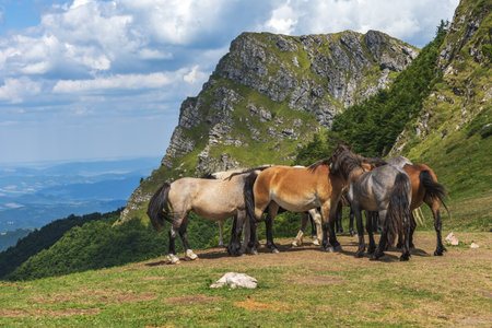 A group of young horses on the pasture high in the mountains on a sunny summer dayの写真素材