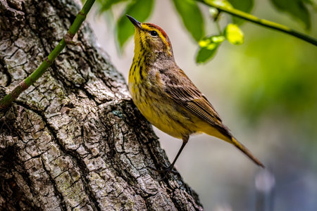 Palm Warbler shot off the Boardwalk during Spring migration at Magee Marsh Wildlife Area in Oak Harbor, Ohの写真素材