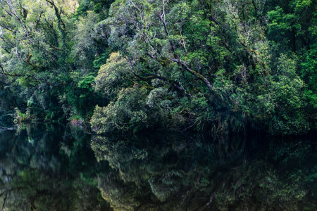 A beautiful shot of a lake with reflection of the surrounding trees and greenery