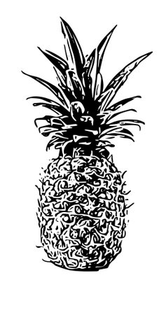 A black and white illustration of a pineappleの写真素材