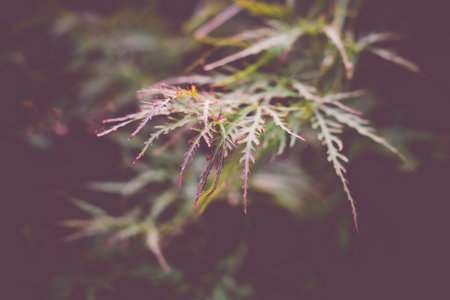 A shallow focus of Red Dragon Japanese maple leaves