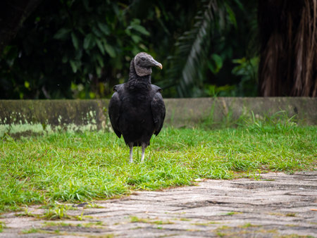 Black Buzzard (Coragyps atratus) Walking in the Park in a Clearly Dayの写真素材