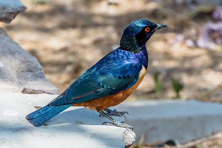 A closeup of a Superb starling standing on a rock under the sunlight with a blurry backgroundの写真素材