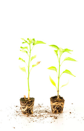 A vertical shot of two plants in the soil with a white background