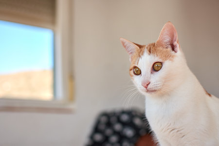 A selective focus shot of a cute catの写真素材