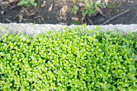 Close-up of small green plants at a garden