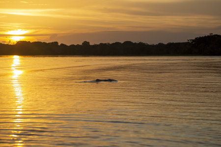 A beautiful scenery of the sunset reflecting on the sea surrounded by a lot of treesの写真素材
