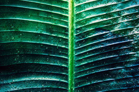 A closeup shot of a green plant with dew drops on it - perfect for backgroundの写真素材