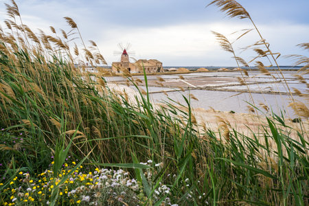 A beautiful view of the old windmill near the ponds with reeds in the foreground at Stagnone, Sicilyの写真素材