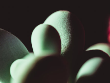 An extreme closeup shot of cactus with soft light against a dark background