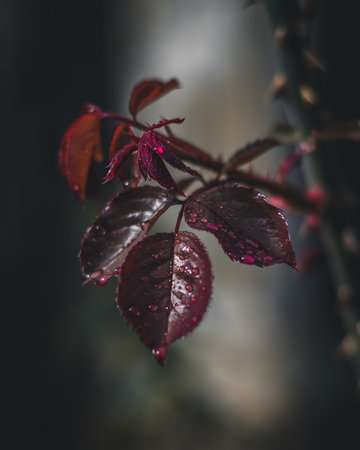 Close-up of waterdrops on a red plant's leave on a rainy dayの写真素材
