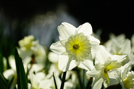 A closeup shot of beautiful white-petaled narcissus flowers on a blurred backgroundの写真素材