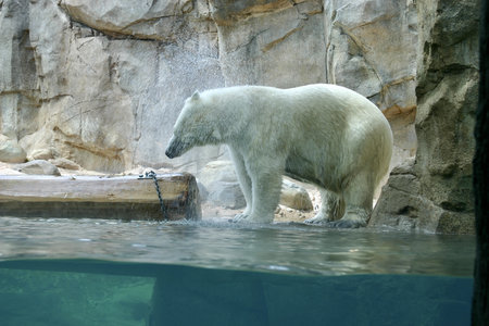 Polar Bear doused with water at Memphis Aquarium.