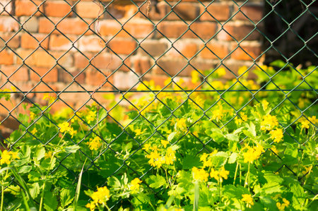 A grid fence and green grass during a sunny dayの写真素材