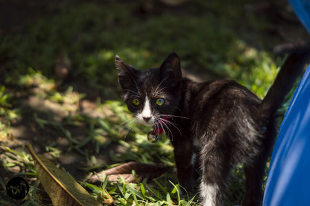 A black cat with reflective green eyes on the grassの写真素材