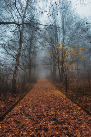 A vertical shot of a foggy autumn landscape with bare trees and fallen leavesの写真素材