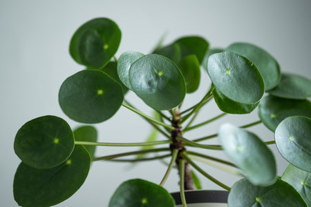 A closeup shot of a green plant with round leavesの写真素材